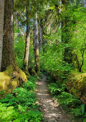 Enchanted Forest Trail — Washington Trails Association
