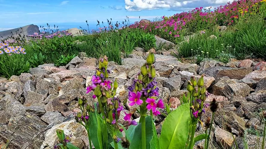 Gorgeous flowers on the west side of the Tetons, Wyoming
