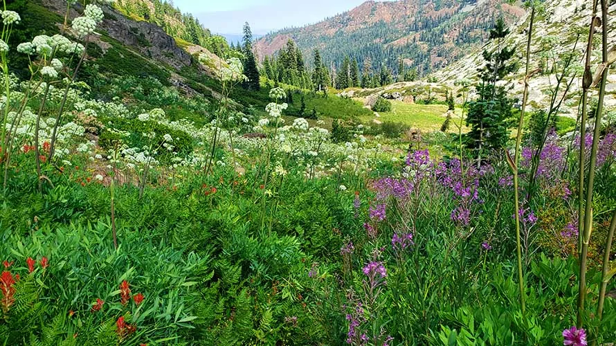 Wildflowers in the Trinity Alps, California