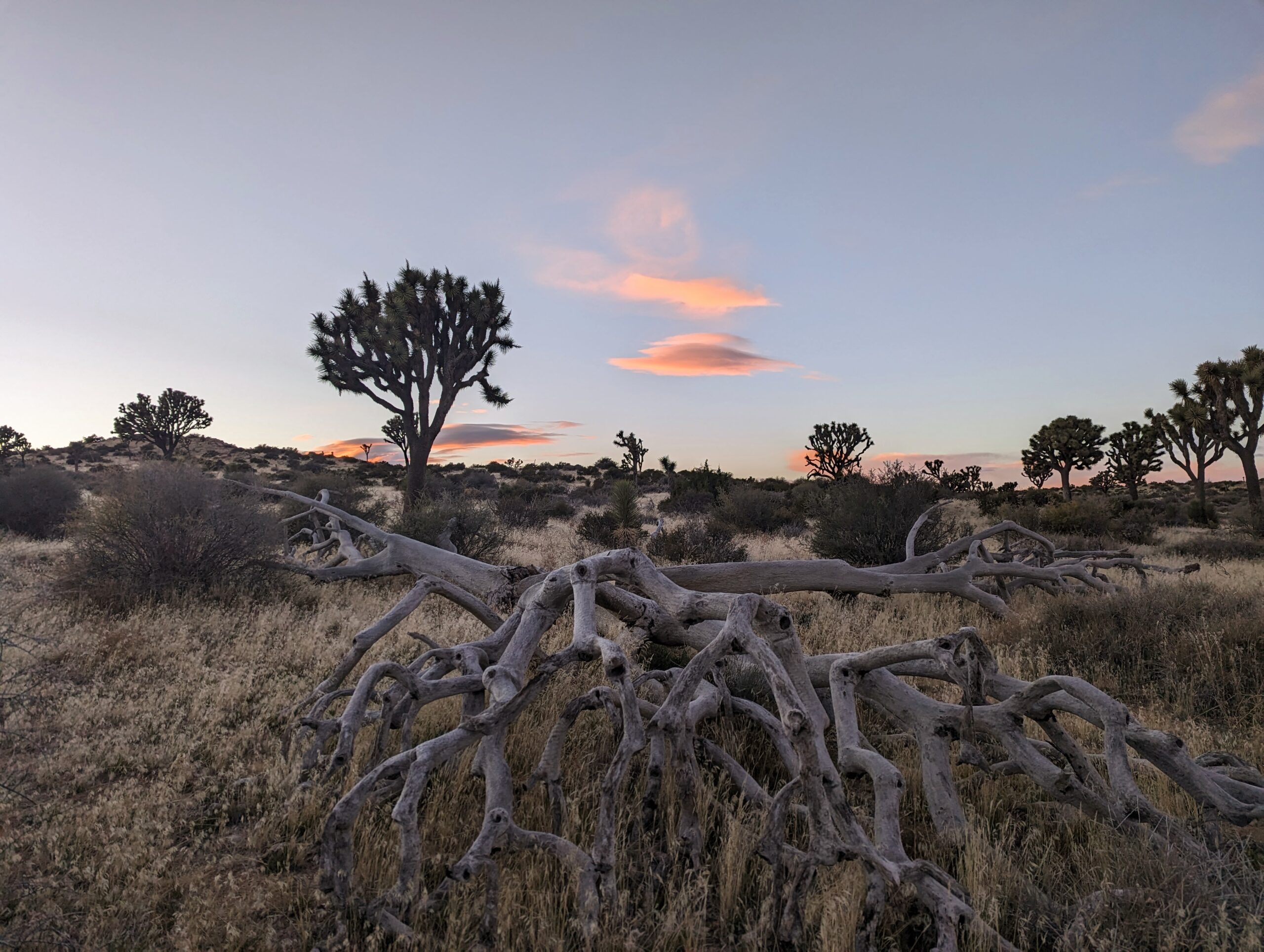 Sunset in Joshua Tree National Park
