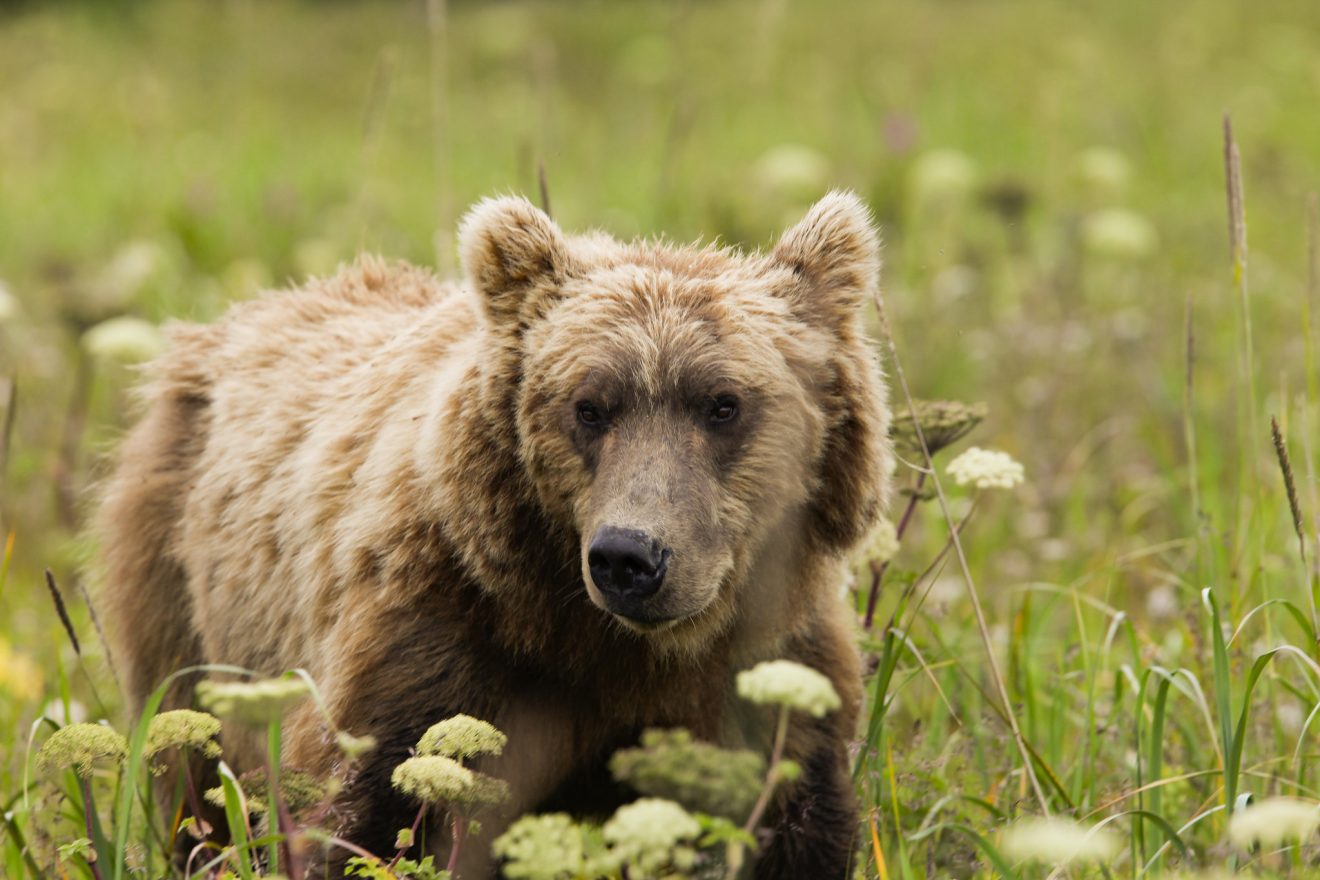 grizzly bear in chinitna bay alaska