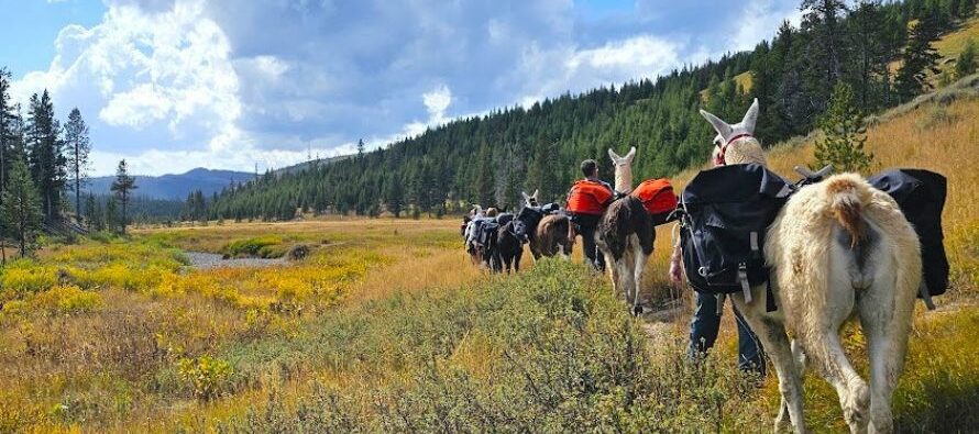 A string of pack llamas are led through a meadow