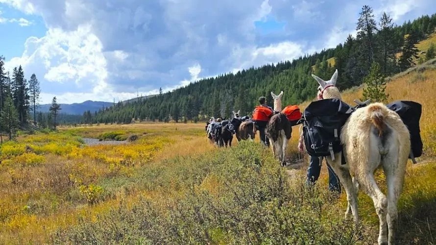 A string of pack llamas are led through a meadow