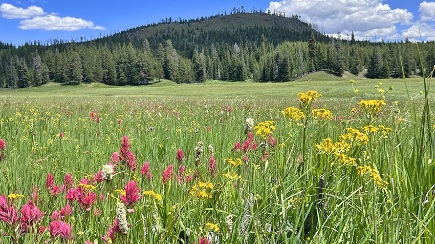 Wildflowers in Pelican Valley, Yellowstone National Park