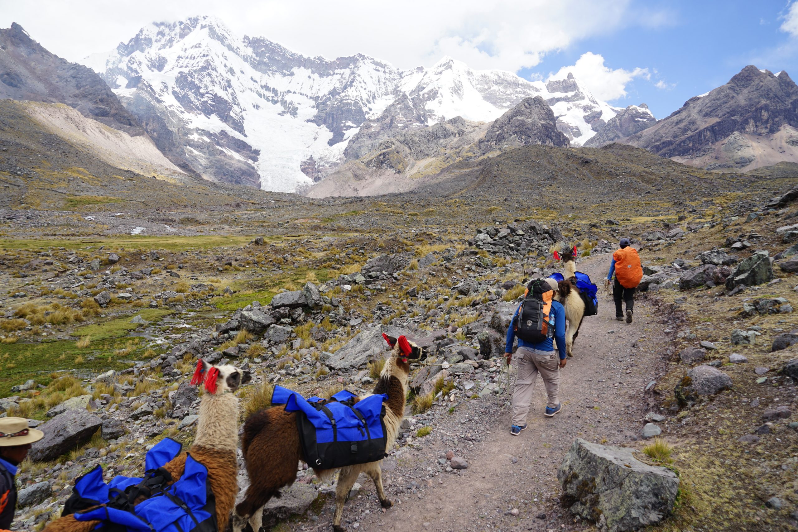 Wildland guides lead a herd of llamas on an adventure vacation trek in the Peruvian Andes.