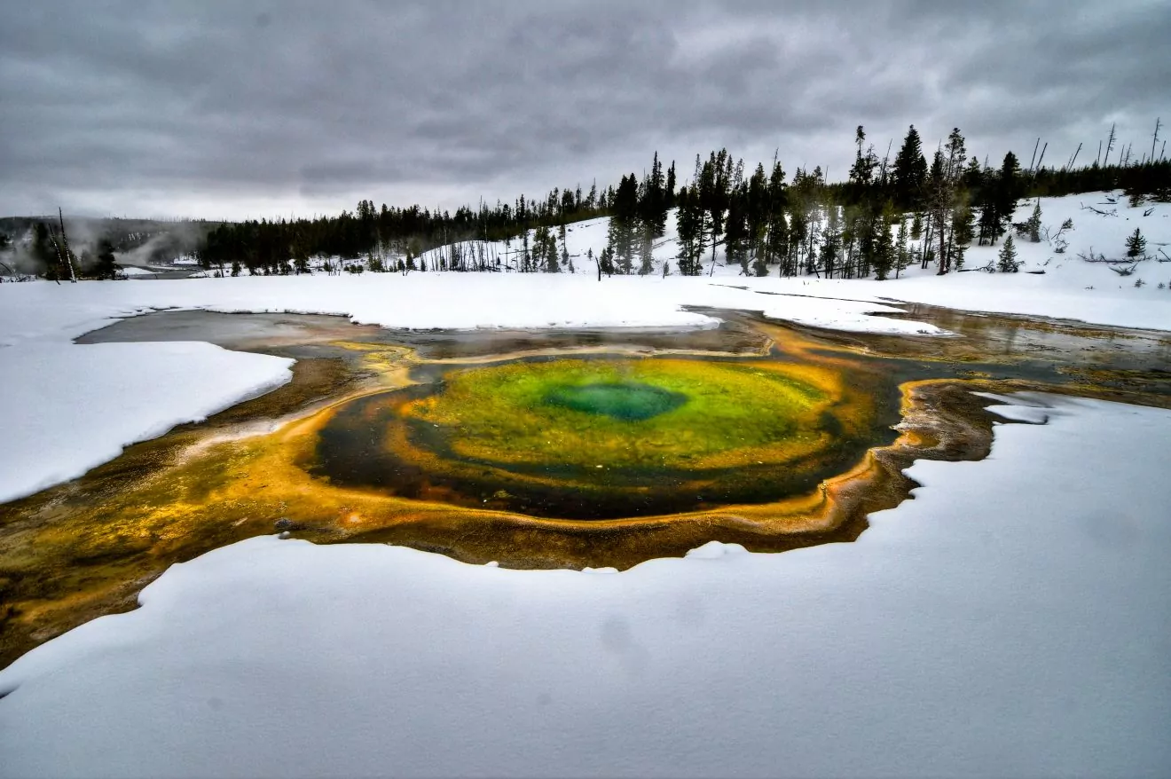 Chromatic Spring in Yellowstone in the winter, blanketed by snow at the edges of the yellow and green hues.