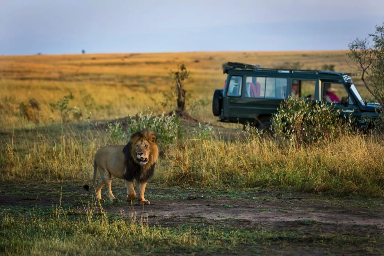 A lion looks at the camera while tourists look on from a green Land Cruiser on a safari in Tanzania.