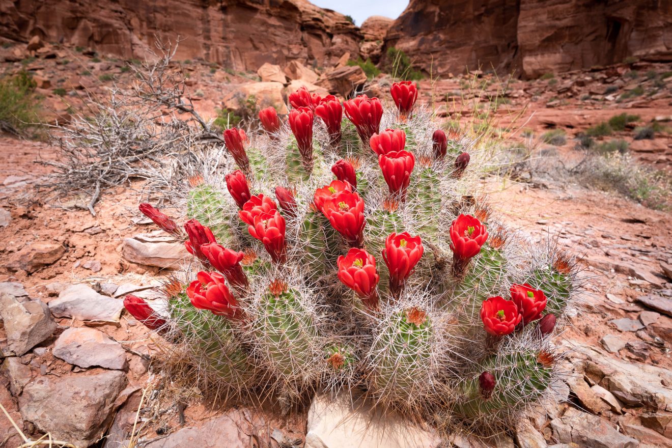 Cactus blooms red flowers in the red rock desert of Utah.