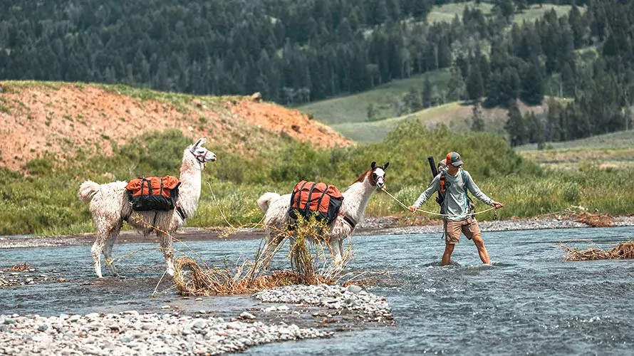 Wildland Trekking guide leading two llamas across a river in Yellowstone