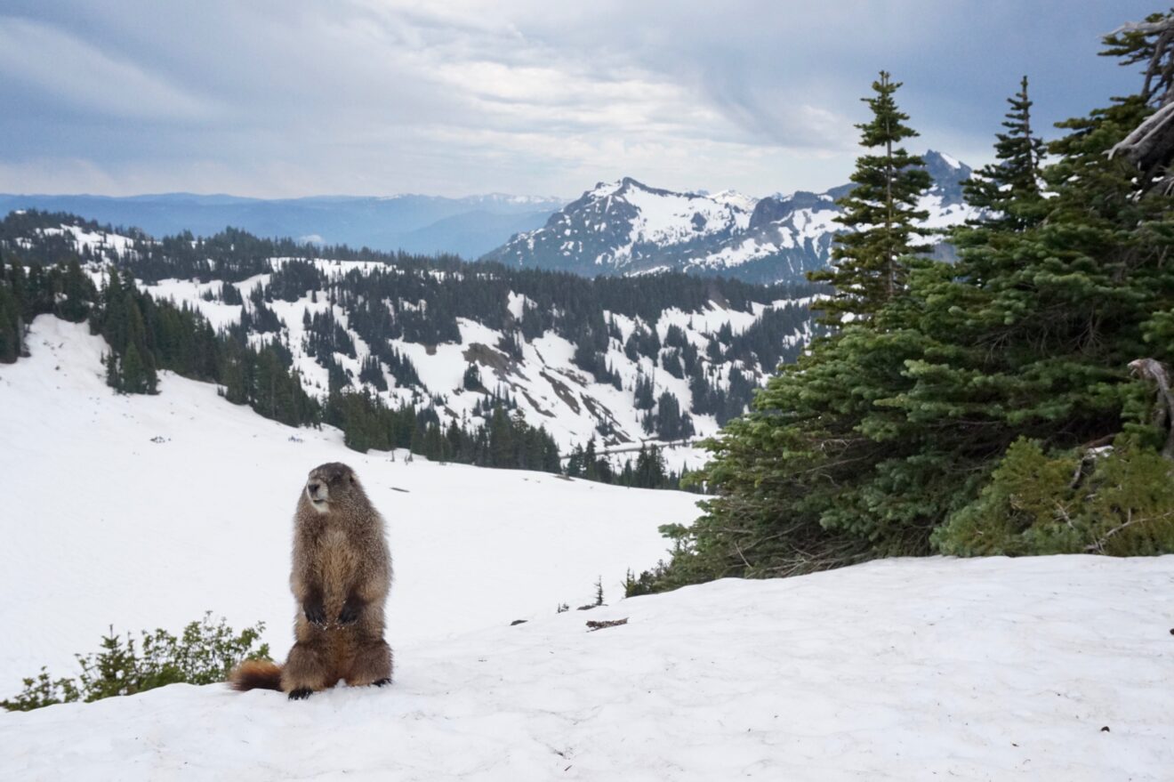 A marmot stands up and faces the camera in Mt Rainier