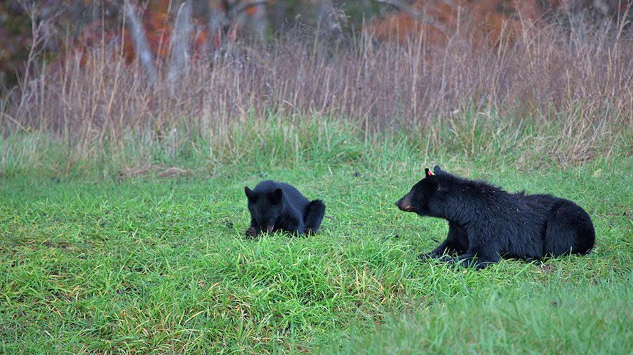 Black bears in Great Smoky Mountains National Park