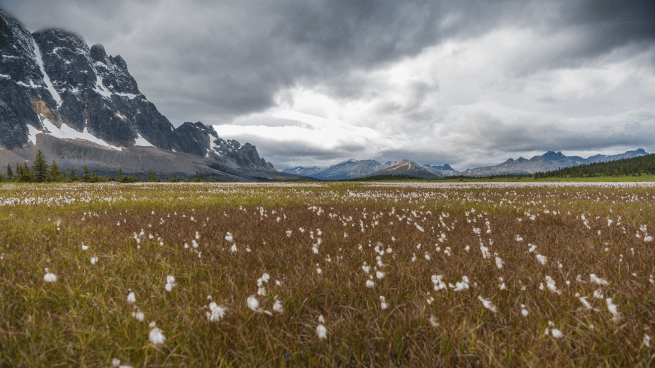 Tonquin Valley grassy flower field at base of mountain in Jasper National Park