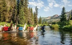 llama trek river crossing yellowstone in july man leading llamas stock animals