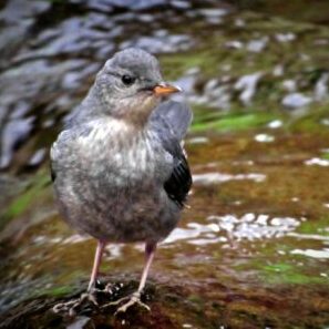 american dipper songbird aquatic john muir yosemite june water sing bird beak