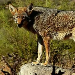 coyote summer dog yosemite in August rock hunt grass