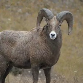 Yosemite November big horn sheep sierra nevada fall wildlife