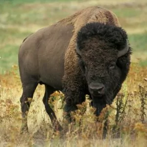 bison Yellowstone in June greasslands, ungulate, bull horns, brown and green