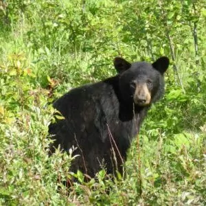black bear Yosemite July animal wildlife food