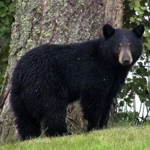 black bear yosemite may wildlife animal feeding forest
