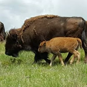 bison calf yellowstone april spring wildlife