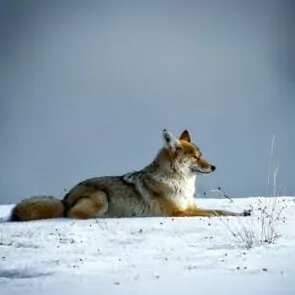 coyote dog snow yosemite hunting lay down winter
