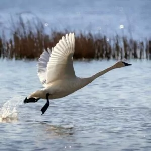 trumpeter swan Yellowstone May lake bird flying