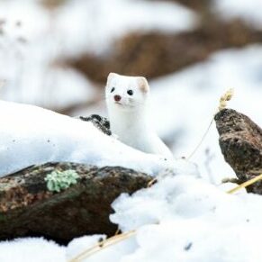 Yosemite in December weasel winter white coat small animal