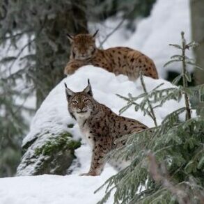 lynx cat wild yellowstone in March winter snow ear tuffs spots look