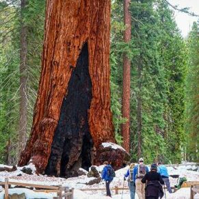 Yosemite in December snowshoe mariposa grove sequoias hike trek guided group