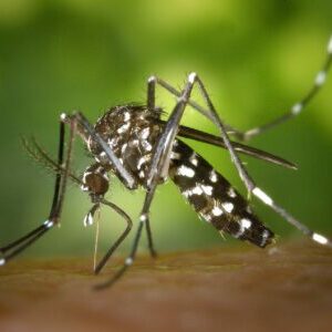 mosquito yosemite summer visit vacation