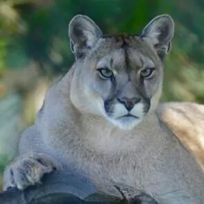 mountain lion Yosemite in October big cat hunter prey fall