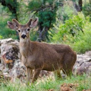 deer mule yosemite may antlers spring forest