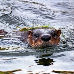 otter Yosemite spring swim river mustelid swimming merced river