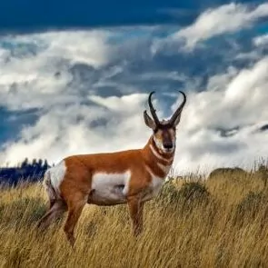 pronghorn Yellowstone July wildlife deer ungulates
