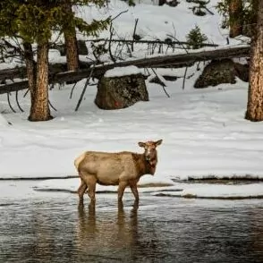 Elk cow yellowstone in February river water snow forest standing cold weather 