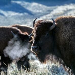 bison Yellowstone wildlife snow winter horns ungulates
