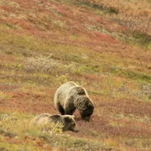 grizzly bear yellowstone in august foraging eating cub mama brown bear