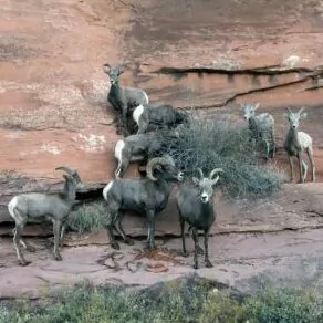 grand canyon in June big horn sheep ungulates cliff face horns