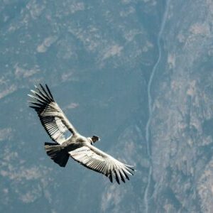 Condor Grand Canyon winter In January