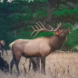 grand canyon in August elk bull bugle the rut mate