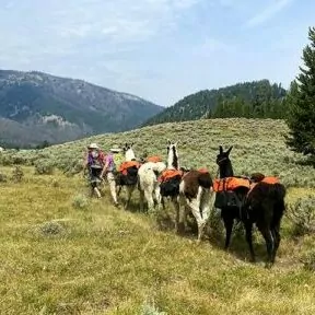 Llama treks hiking backpacking yellowstone in august trek grassland stock animals