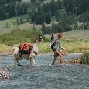 llama trek Yellowstone in October stock animals river crossing leading llamas water meadow