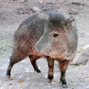 javelina peccary pig Grand Canyon in march wildlife 