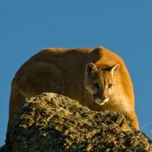 Grand canyon in December puma mountain lion cougar