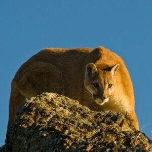 Grand canyon in December puma mountain lion cougar