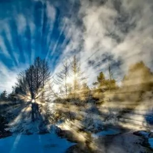 sunlight through trees Yellowstone in February snow winter 