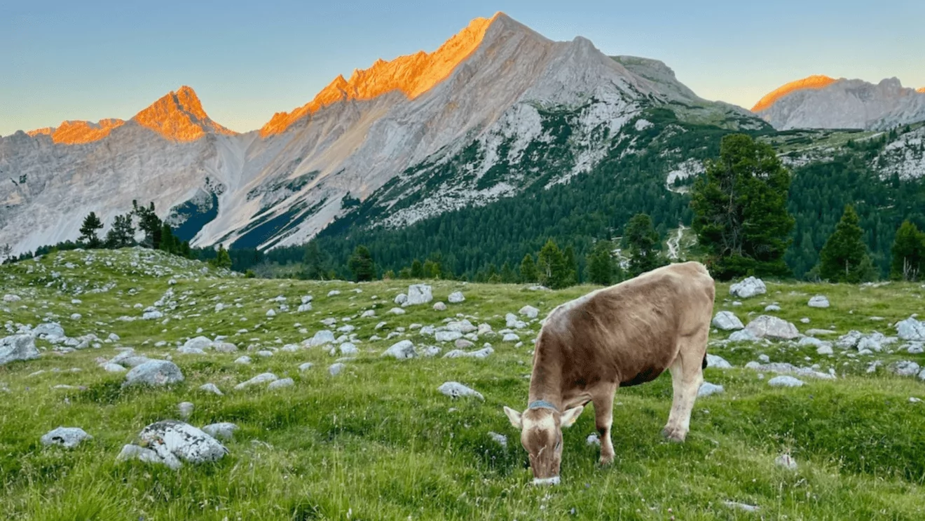 Dramatic Dolomites sunset with cow grazing