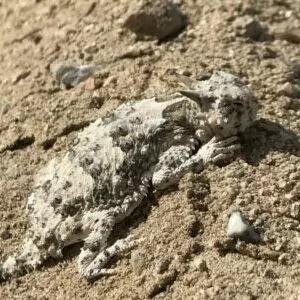 Zion in June Short Horned lizard wildlife desert dirty lizard