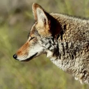 Coyote Zion in April wildlife dog 