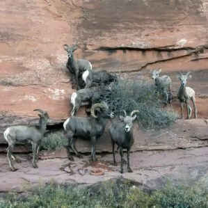 bighorn sheep Zion wildlife best time to see animals